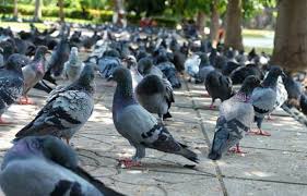 pigeon-control