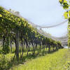 bird-netting-vineyard